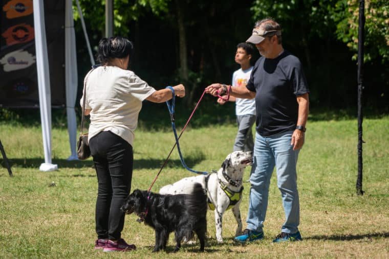 Yo adopto jornada de adopción de perros y gatos en Caracas Refugio El Valle parque mascotas Vizcaya El Diario Jose Daniel Ramos