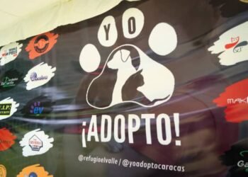 Adoptar un perro en Venezuela: “Es un proceso sencillo que conlleva compromiso”