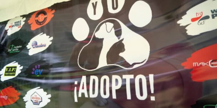 Adoptar un perro en Venezuela: “Es un proceso sencillo que conlleva compromiso”