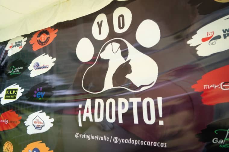 Yo adopto jornada de adopción de perros y gatos en Caracas El Diario Jose Daniel Ramos