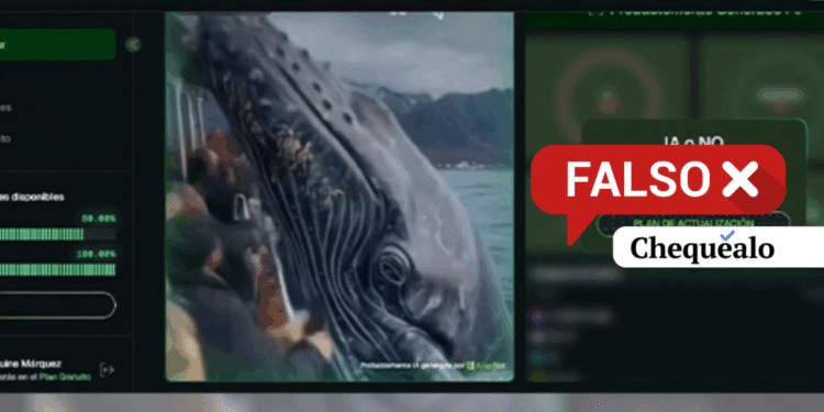 ¿Una ballena jorobada atacó a una persona en Canadá?