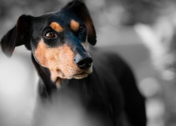 Refugio animal en Táchira anunció su cierre temporal tras triplicar su capacidad