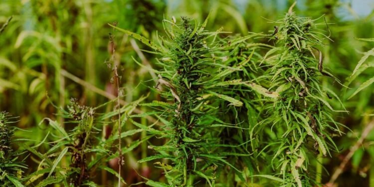 FANB detuvo a tres hombres en Barinas con 53,6 kilos de drogas