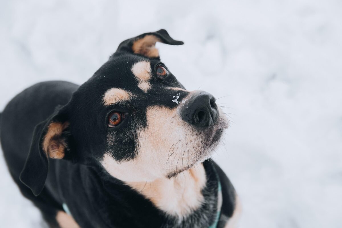 Redadas migratorias dejan decenas de mascotas abandonadas en Los Ángeles