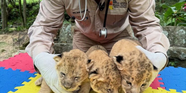 Cómo participar en la selección de nombres para los tres cachorros de león nacidos en Mérida