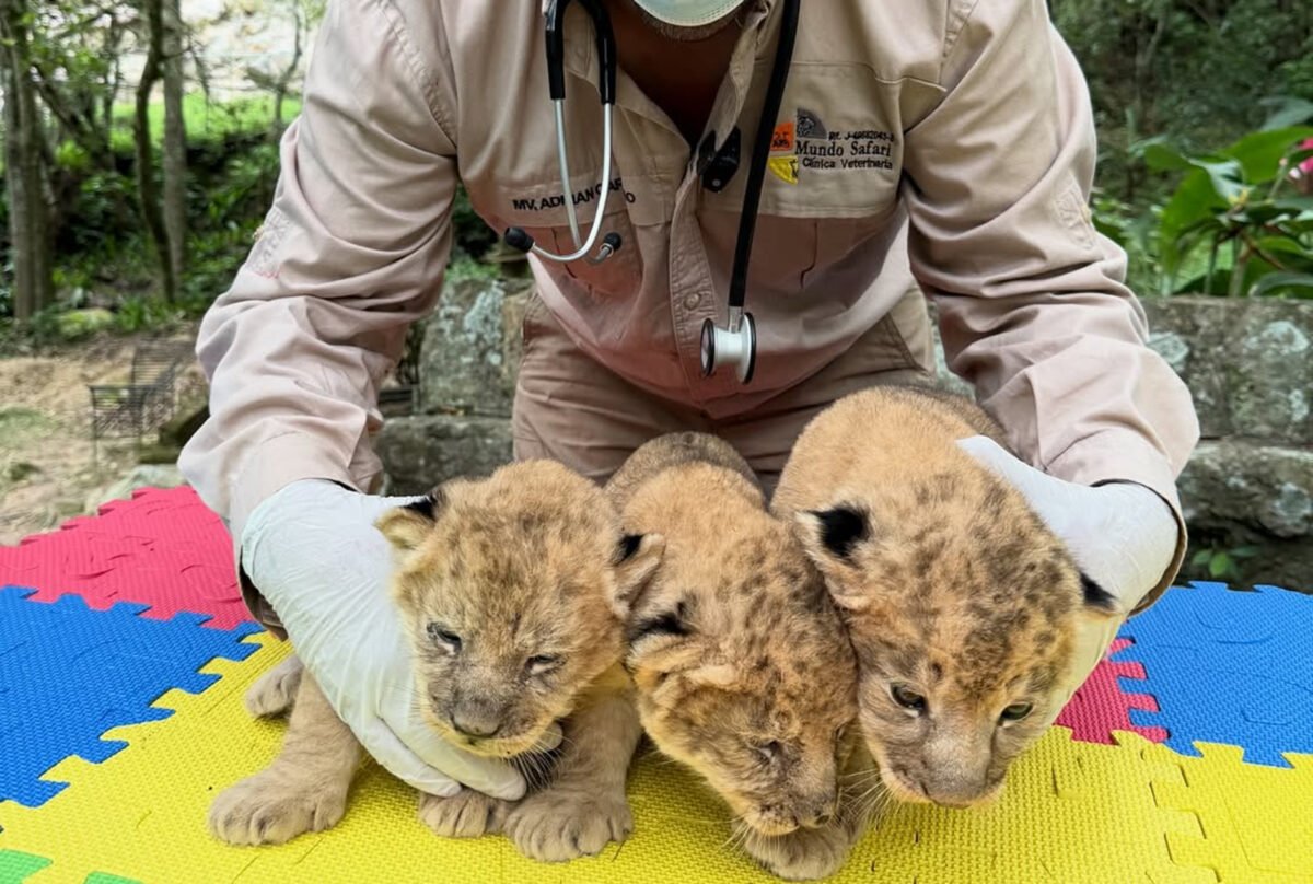 Cómo participar en la selección de nombres para los tres cachorros de león nacidos en Mérida