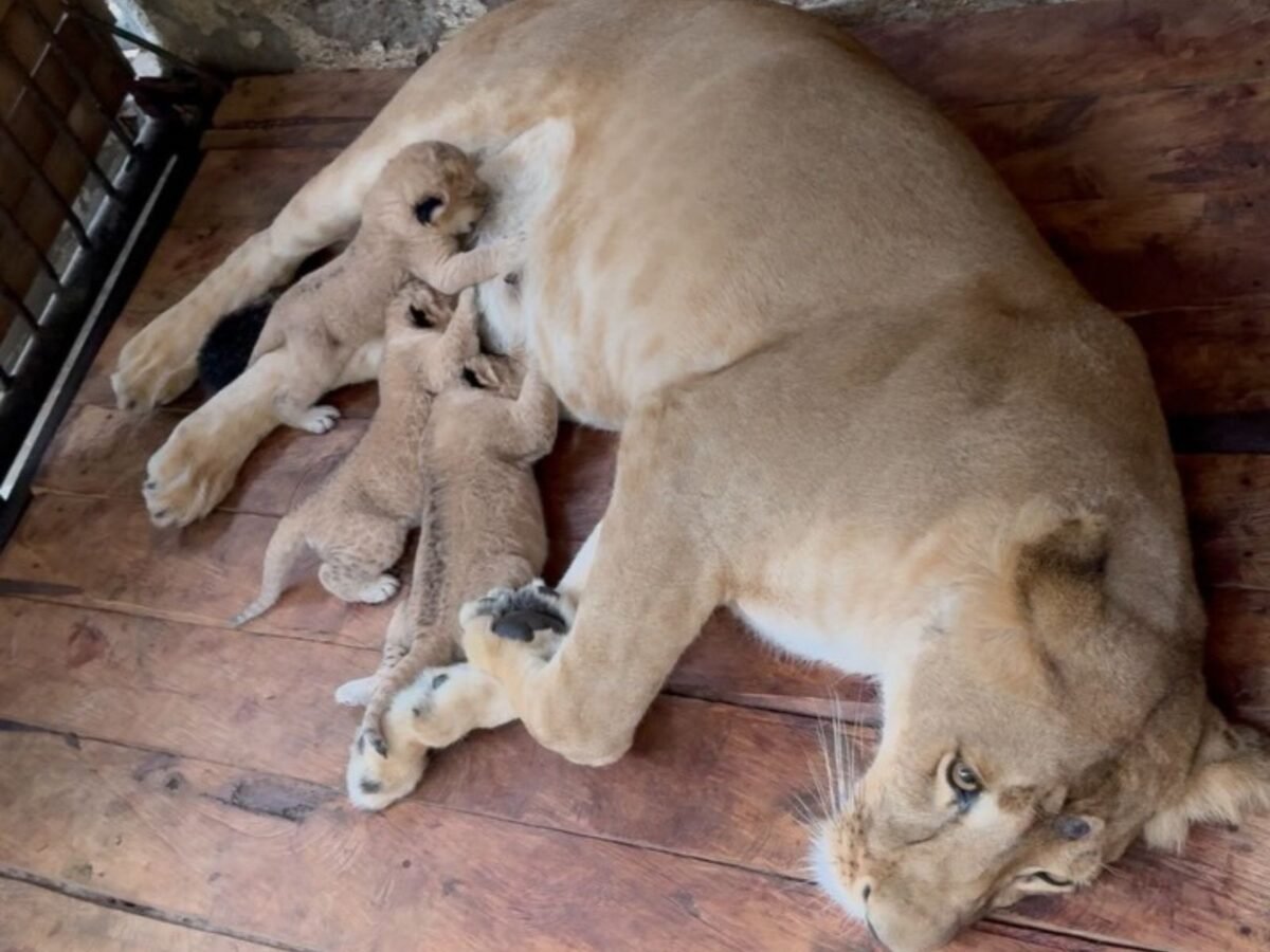 Nacieron tres crías de leones en un zoológico de Mérida