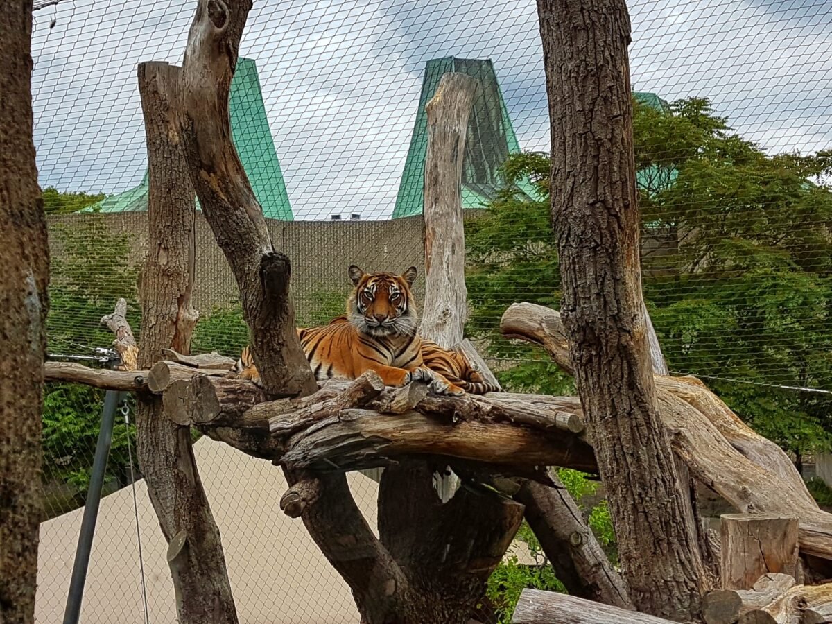 Zoológico en Dinamarca pidió donar mascotas no deseadas para alimentar a los leones