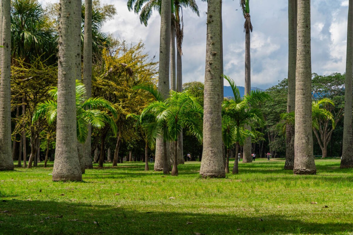 Los oasis de Caracas: espacios verdes que dan respiro a la ciudad