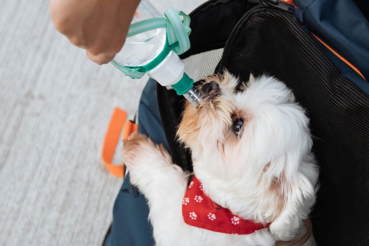Qué hacer con tus mascotas durante un sismo: guía de evacuación