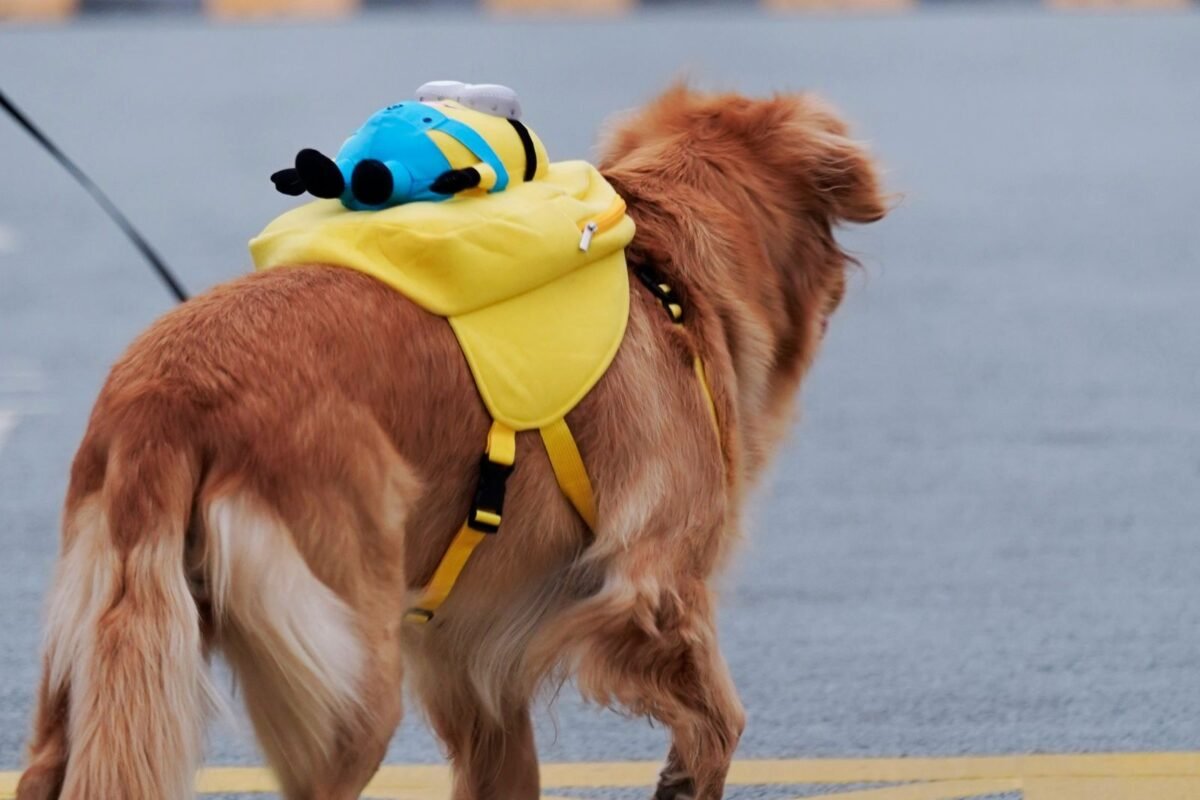 Qué hacer con tus mascotas durante un sismo: guía de evacuación