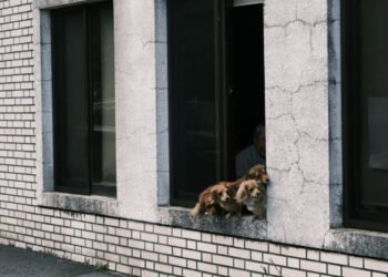 Qué hacer con tus mascotas durante un sismo: guía de evacuación