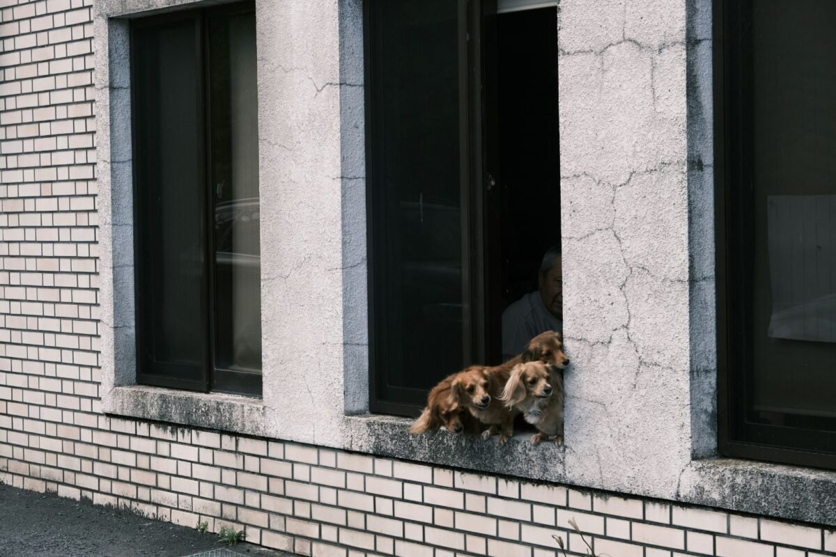 Qué hacer con tus mascotas durante un sismo: guía de evacuación