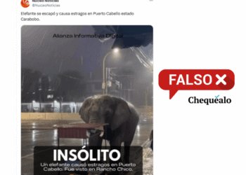 ¿Un elefante causó estragos en Puerto Cabello?