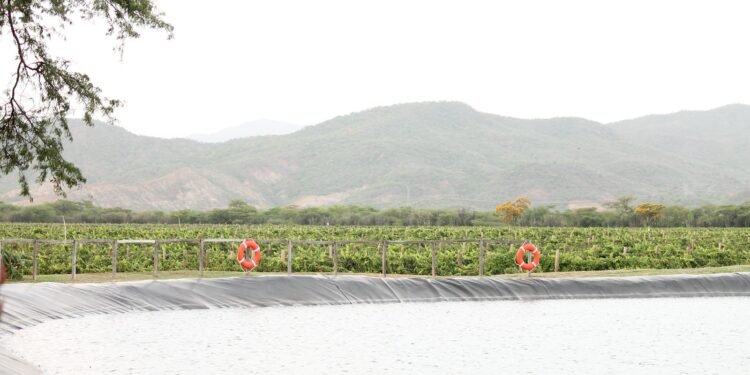 Música y brindis: la experiencia que dibujó Frank Quintero con un concierto íntimo en los viñedos de Pomar