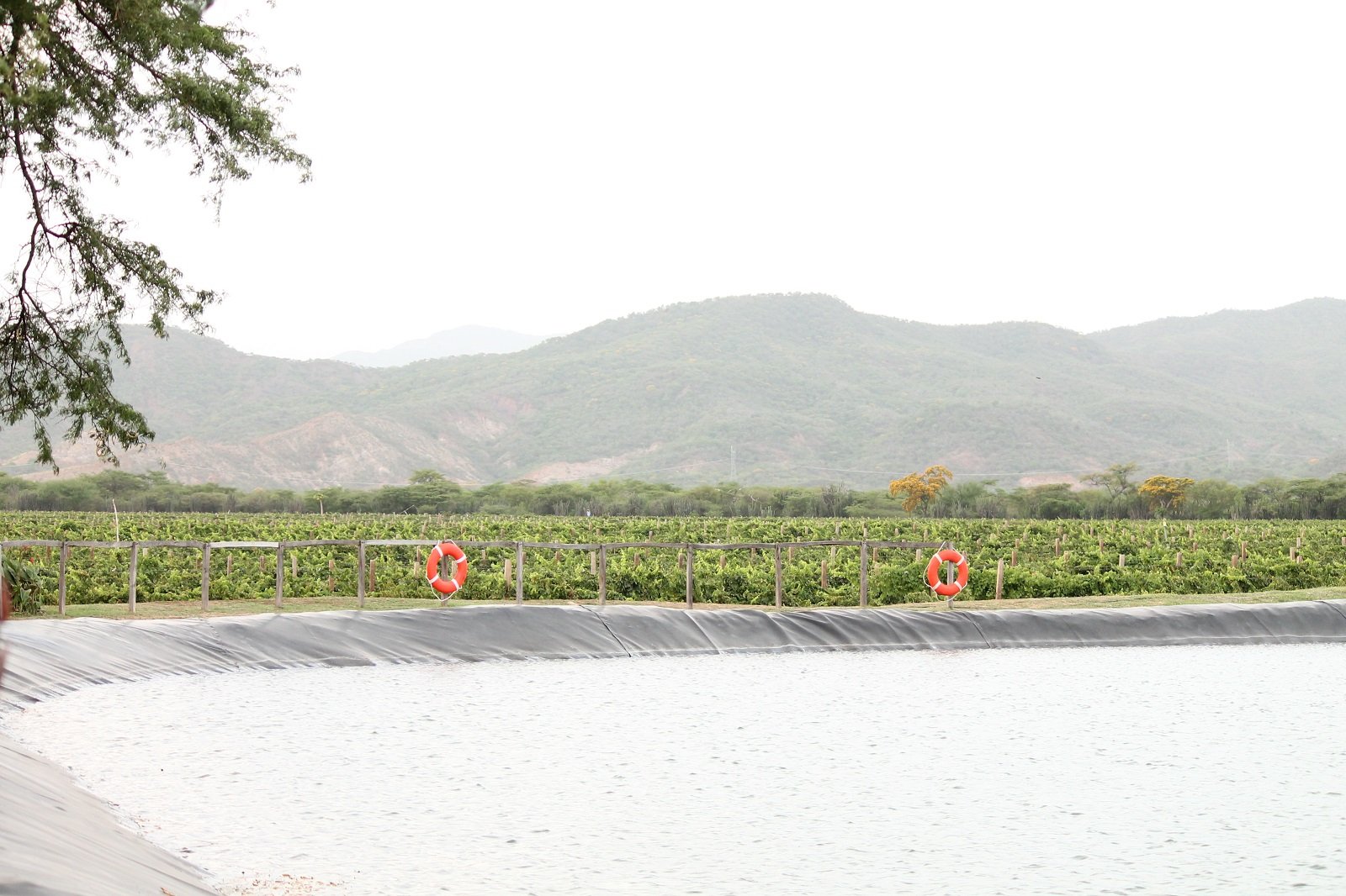Música y brindis: la experiencia que dibujó Frank Quintero con un concierto íntimo en los viñedos de Pomar