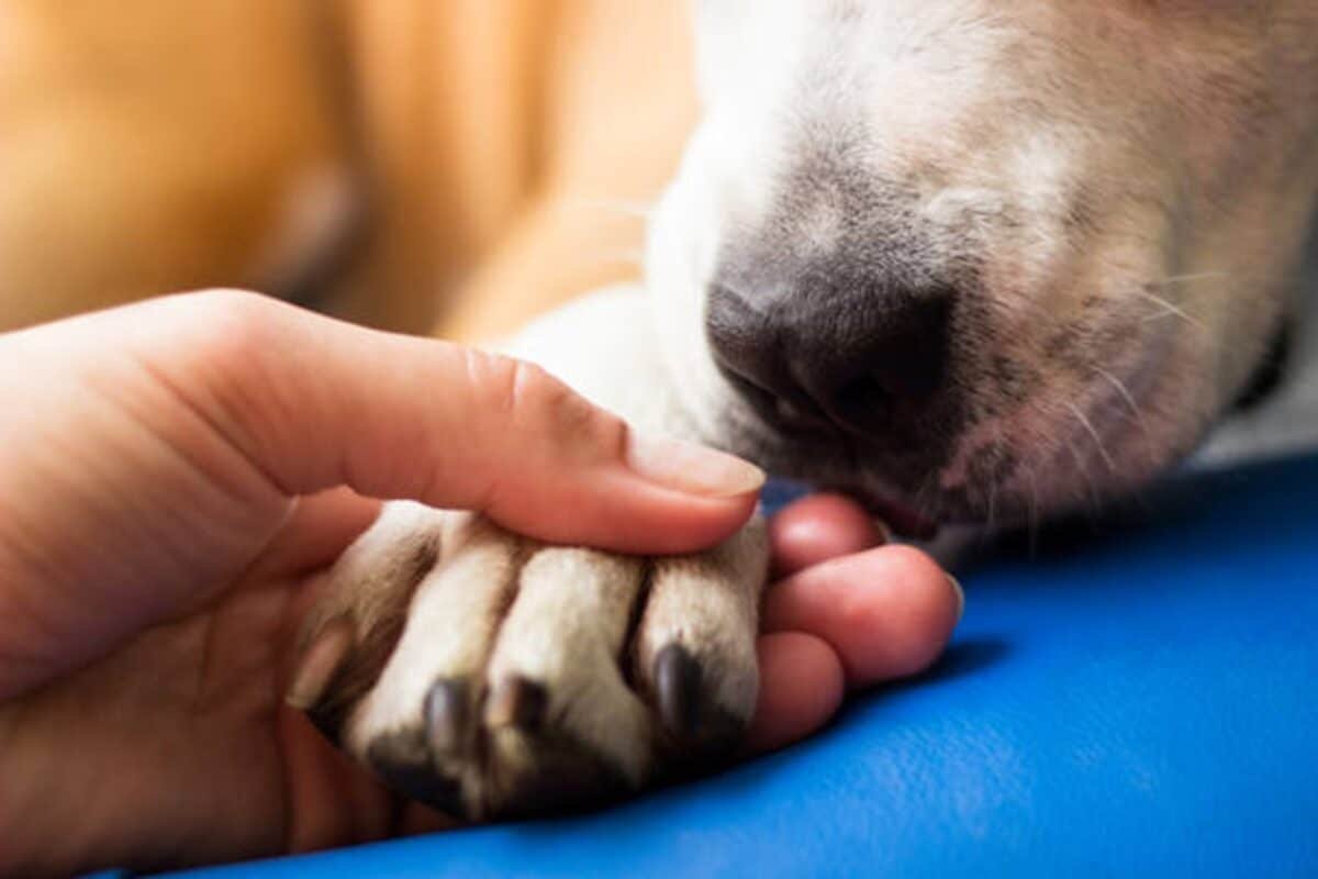 Anunciaron fecha de consulta pública para la ley contra el maltrato animal en Venezuela