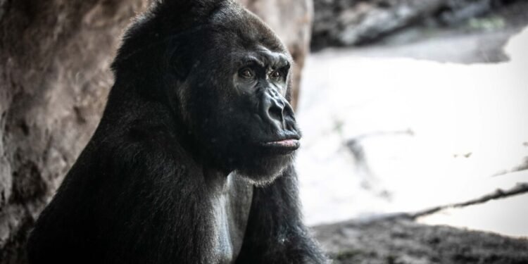 Murió a los 44 años Gino, el gorila más viejo del parque Animal Kingdom de Disney