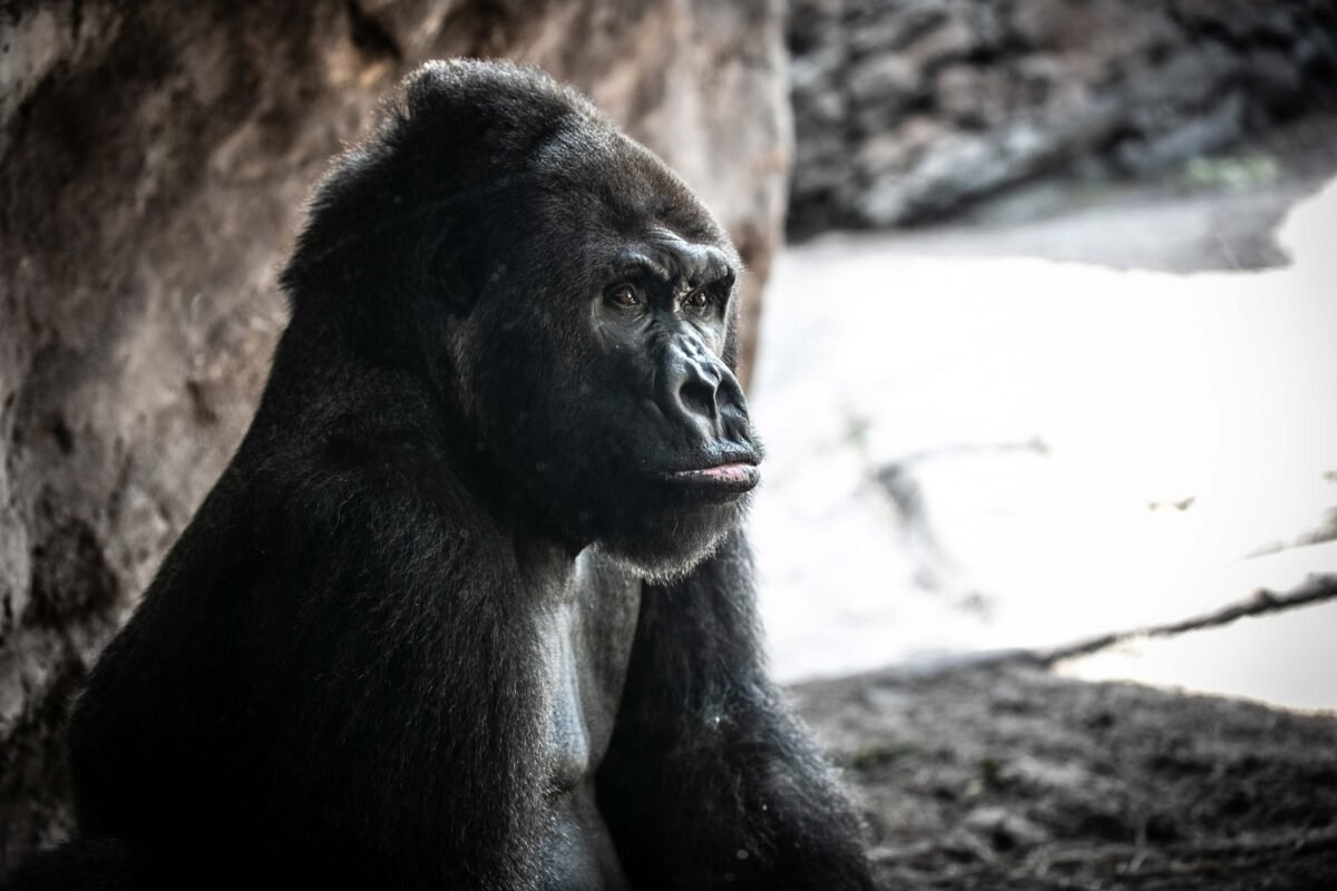 Muere a los 44 años Gino, el gorila más viejo del parque Animal Kingdom de Disney