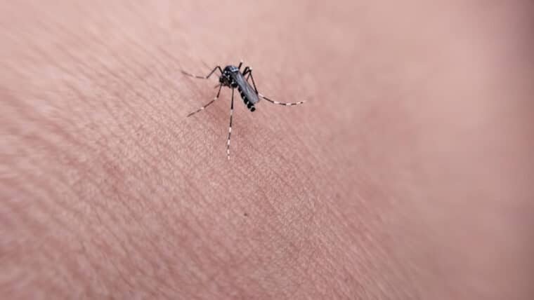 Detectaron más de 30 casos de leishmaniasis en Monagas