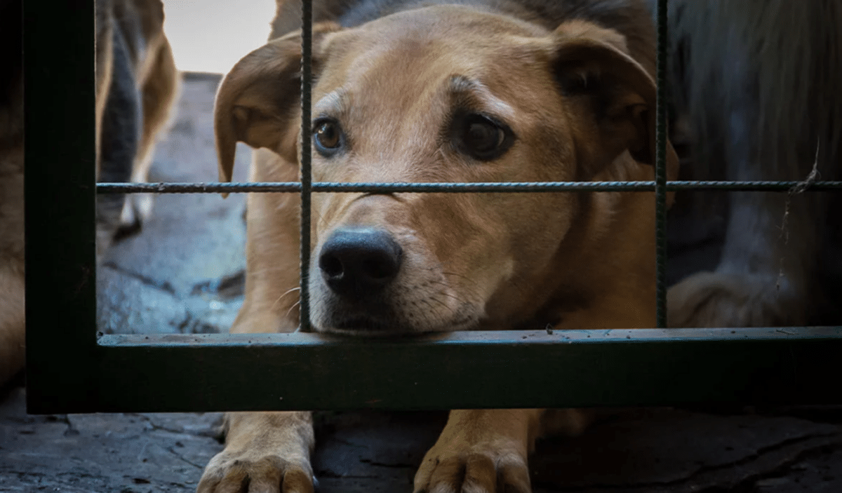 Detuvieron a dos hombres por maltratar a un perro en Anzoátegui