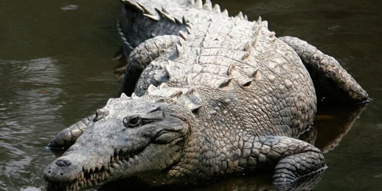 ¿Reportaron la presencia de “cocodrilos gigantes y peligrosos” en el lago de Maracaibo?