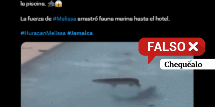 ¿Tiburones fueron vistos en la piscina de un resort en Jamaica tras el paso del huracán Melissa?