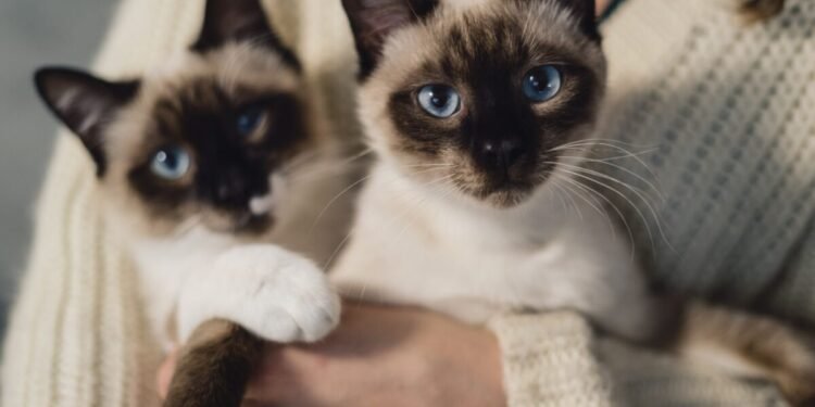 ¿Por qué los lácteos pueden afectar la salud de gatos y perros?