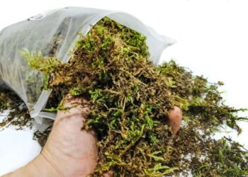 Comenzaron campaña para evitar la extracción y comercialización del musgo en Venezuela