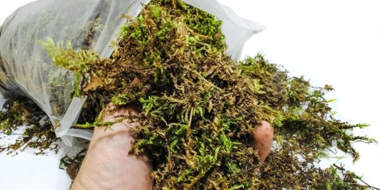 Comenzaron campaña para evitar la extracción y comercialización del musgo en Venezuela