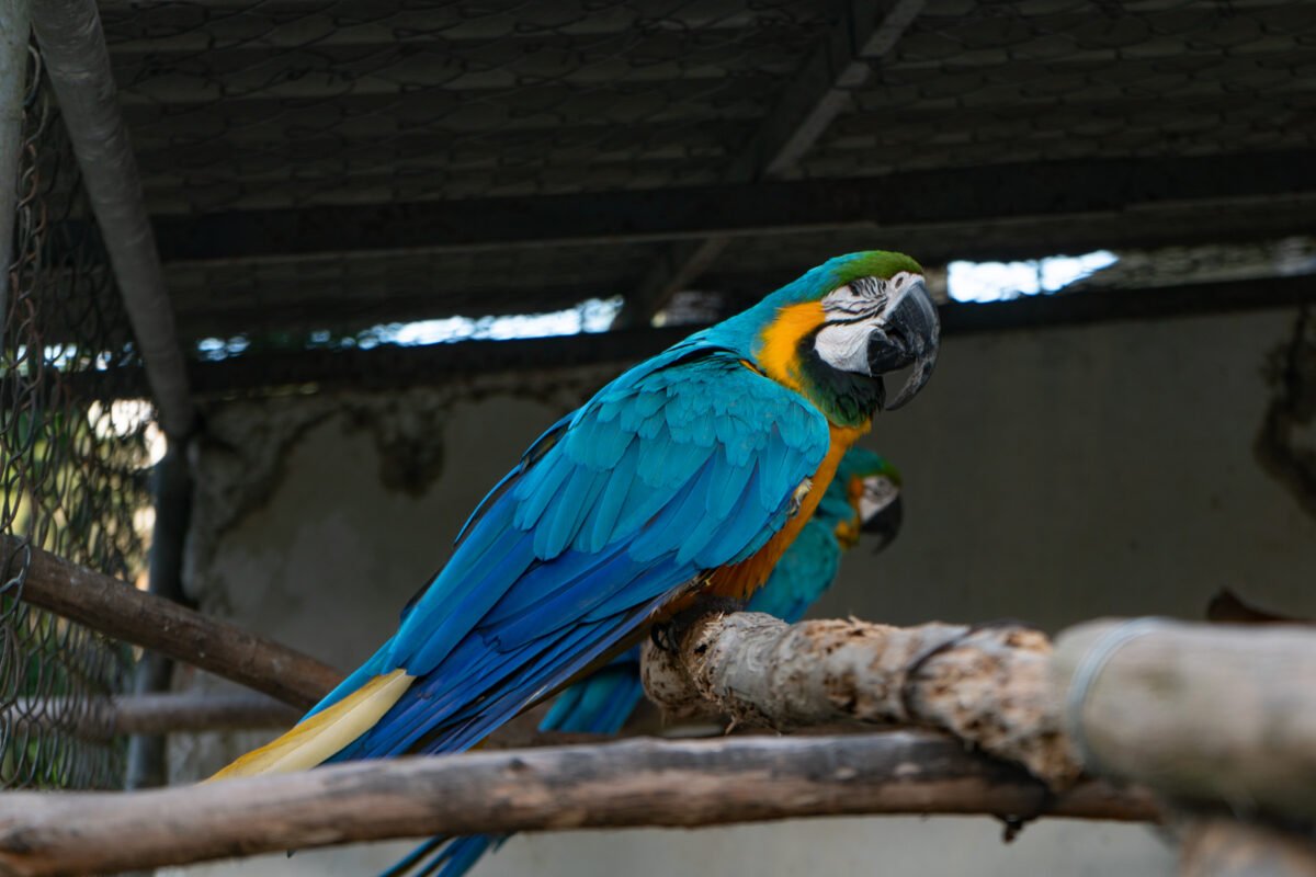 El legado de Vittorio Poggio: el italiano de cuna que se forjó en Venezuela como amante y protector de las guacamayas