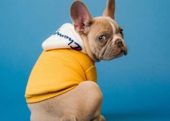 Científicos buscan cambiar el hocico chato de perros bulldogs y pugs por su salud