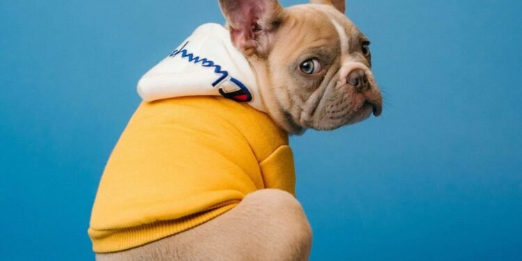 Científicos buscan cambiar el hocico chato de perros bulldogs y pugs por su salud