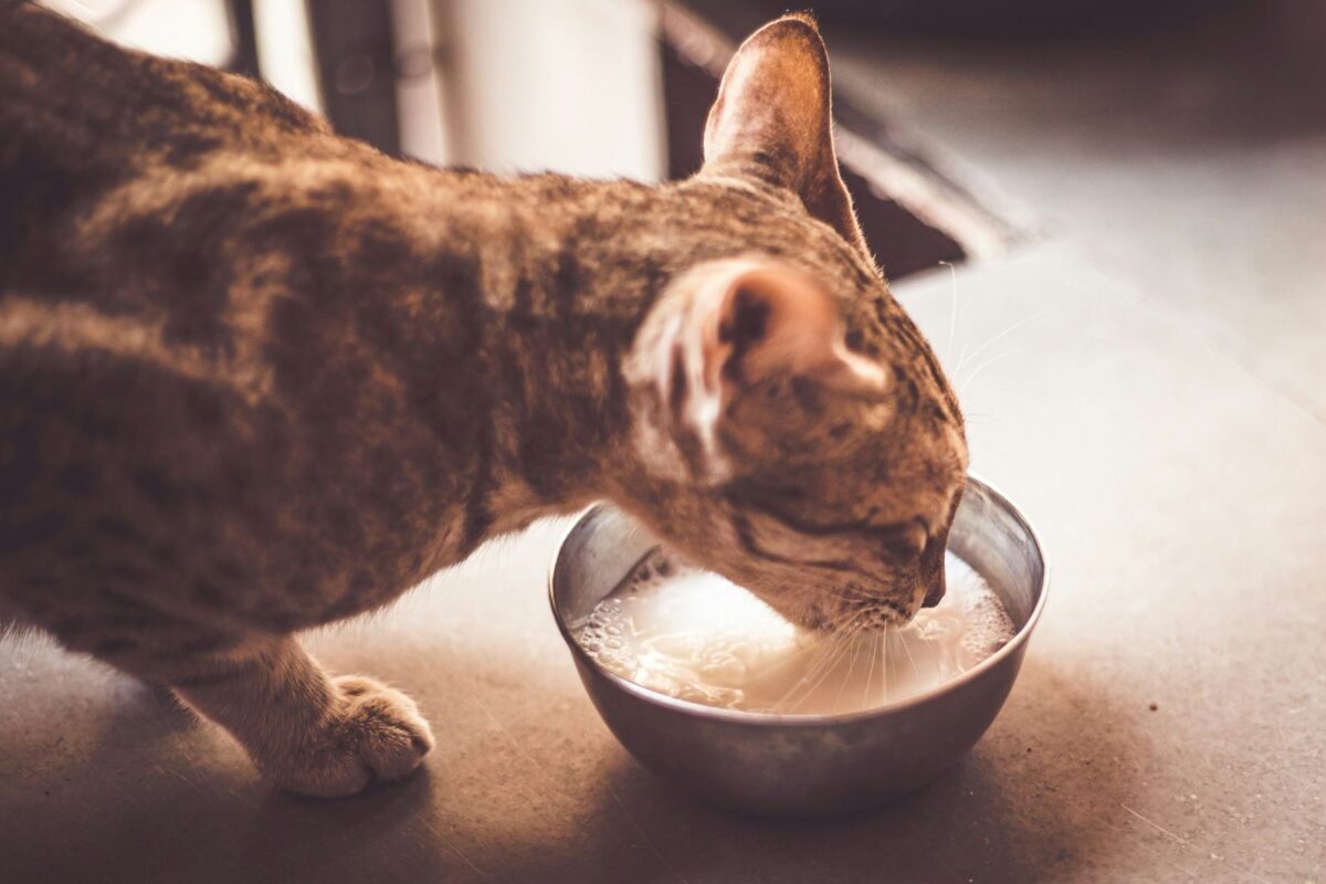¿Por qué los lácteos pueden afectar la salud de gatos y perros?