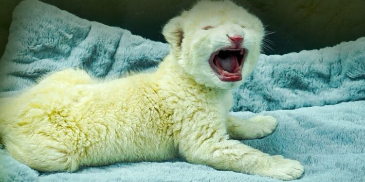 Nacieron dos crías de león blanco en el zoológico de Las Delicias en Aragua