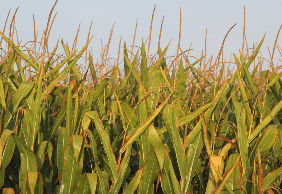 Productores de maíz preocupados por la presencia del gusano cogollero en los campos de Venezuela