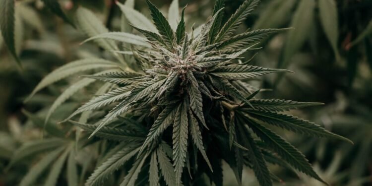 Consumir cannabis en la adolescencia duplica riesgo de trastornos psicóticos y bipolares