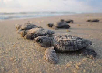 Autoridades de Nueva Esparta activaron protocolo para proteger el desove de las tortugas Cardón