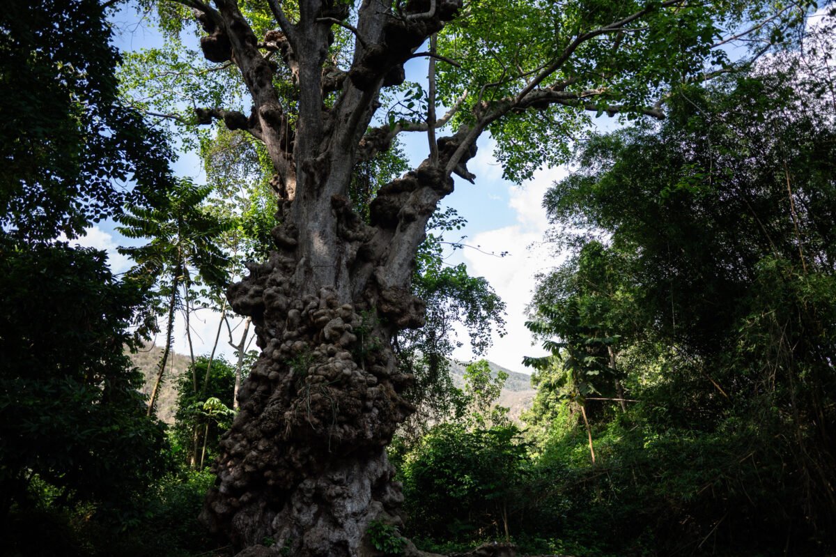 Mujeres, cacao y sal en Chuao: un viaje a lo que significa ser venezolana