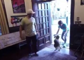 Artemis II: el reencuentro de la astronauta Christina Koch con su perrita